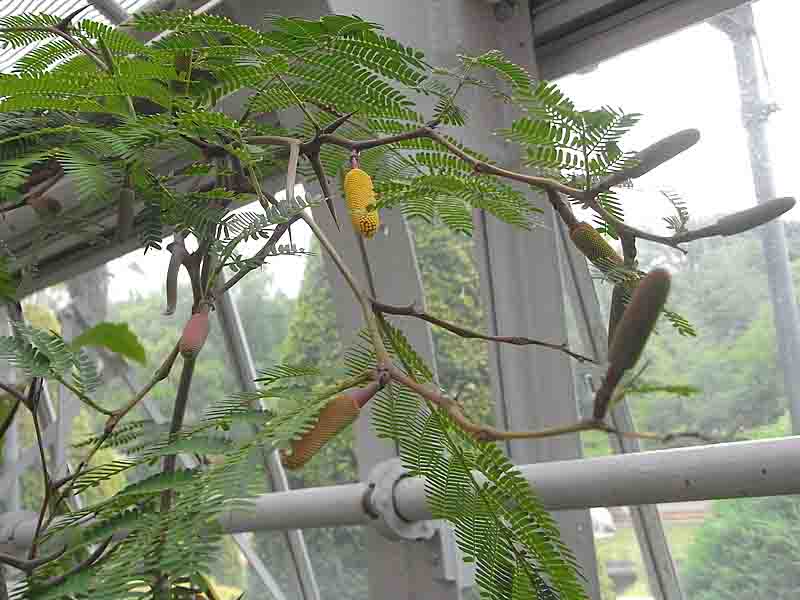 アリアカシア アカシア スファエロケファラ Acacia Sphaerocephala