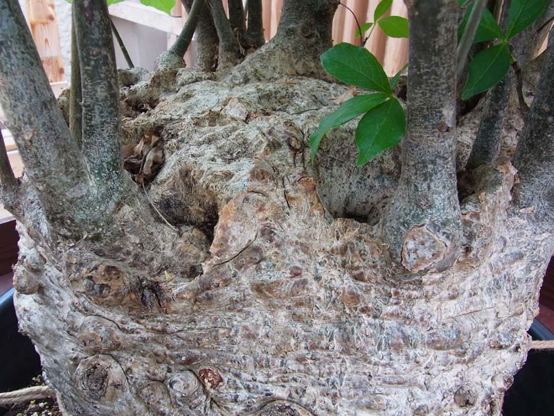 ｰバオバブ＝アフリカバオバブ（アダンソニア・ディギタタ」ｰAdansonia digitata L.ｰ