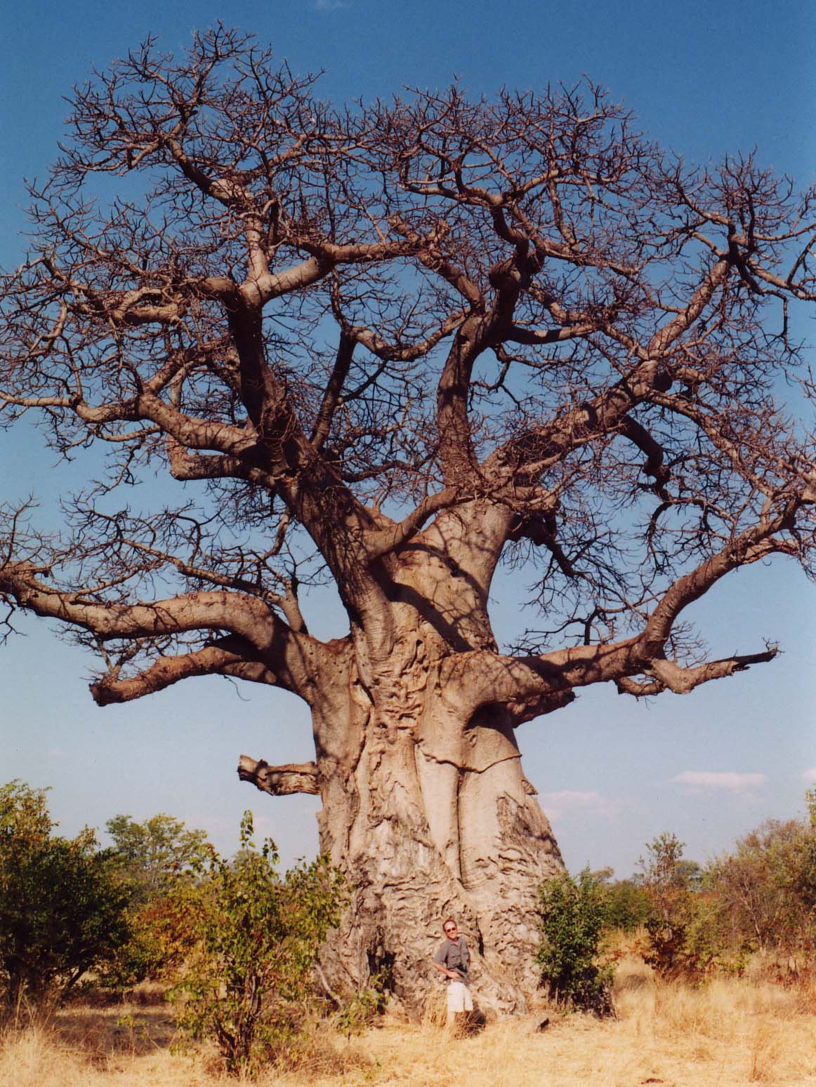 ｰバオバブ＝アフリカバオバブ（アダンソニア・ディギタタ」ｰAdansonia digitata L.ｰ