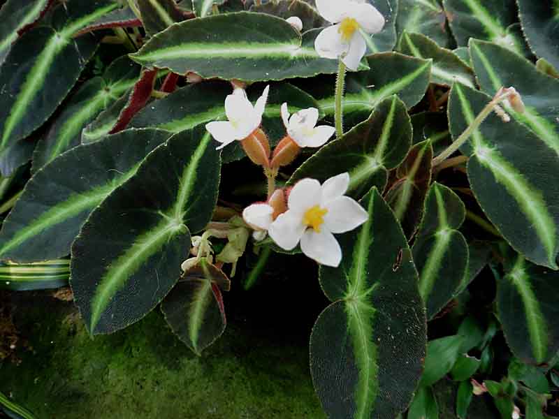 ベゴニア・リスティーダ -Begonia listida-