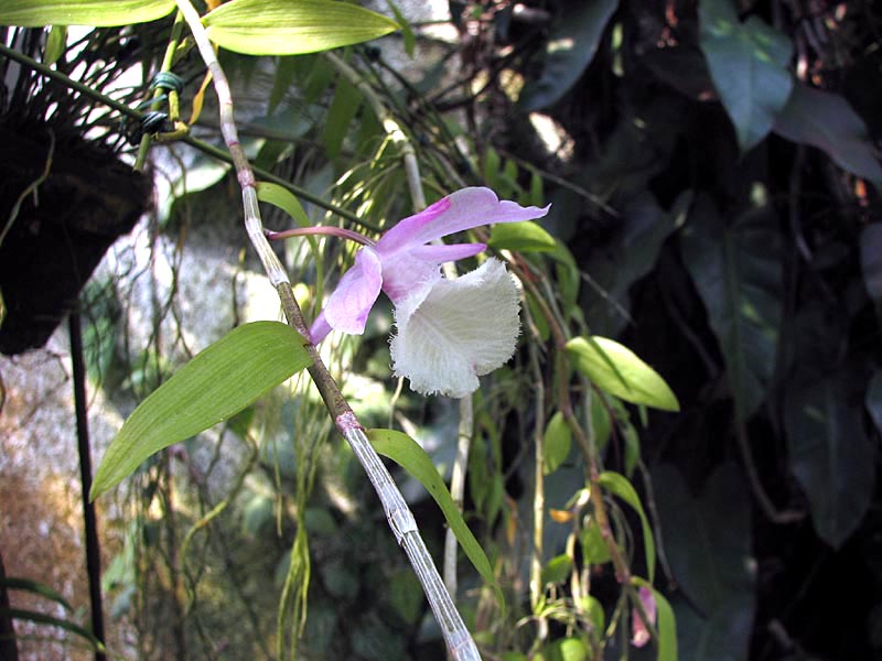 デンドロビウム ・アフィラム -Dendrobium Aphyllum(=D.pierardii=D.cucullatum)-