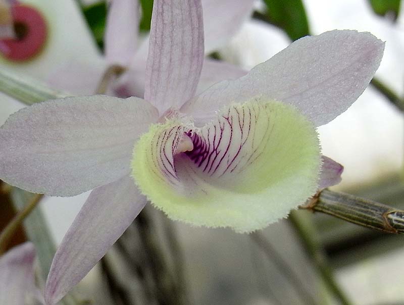 デンドロビウム ・アフィラム -Dendrobium Aphyllum(=D.pierardii=D.cucullatum)-
