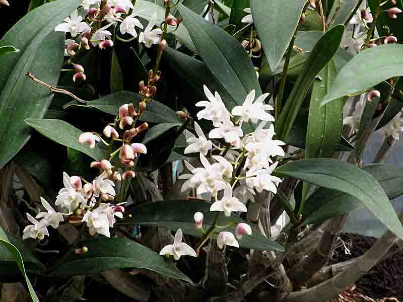 デンドロビウム スペシオ キンギアナム Dendrobium Specio Kingianum