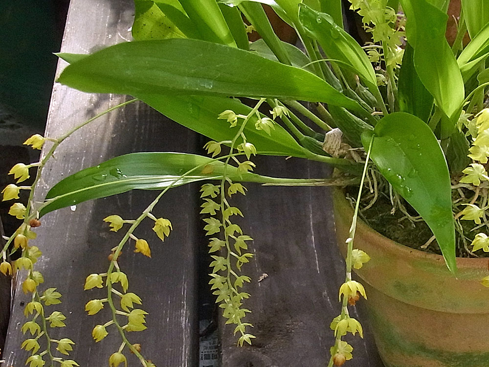 デンドロキルム・フォルモサヌム」ｰDendrochilum formosanumｰ