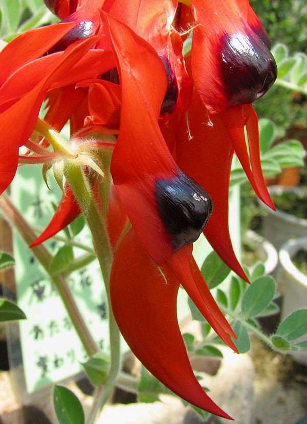  Clianthus Formosus 