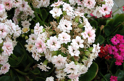 八重咲きカランコエ カランディーバ Kalanchoe Blossfeldiana Calandiva