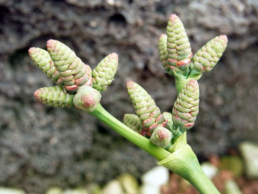 奇想天外 Welwitschia Mirabilis