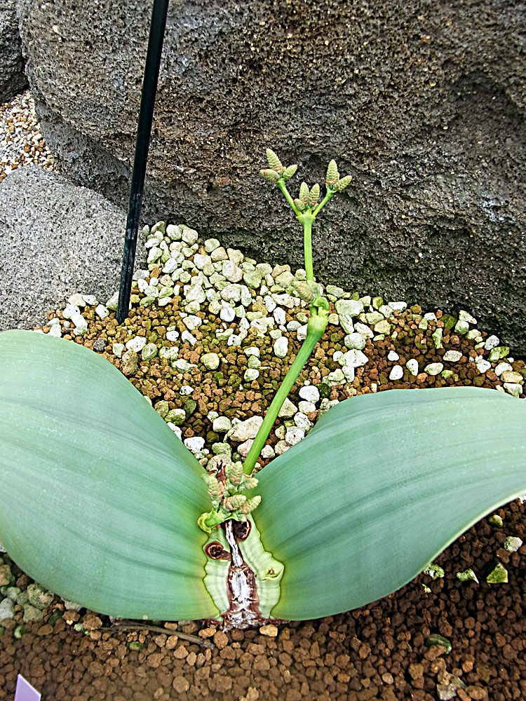 奇想天外 ウェルウィッチア ミラビリス - 植物/観葉植物