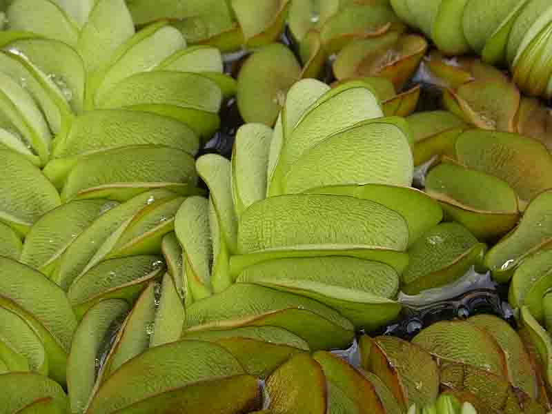オオサンショウモ 大山椒藻 サルヴィーィニア アウリキュラータ Salvinia Auriculata