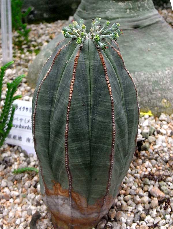 サマーセール35%オフ ユーフォルビア・オベサ(Euphorbia Obesa) 雌株 通販
