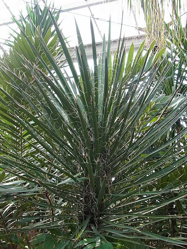 ユッカ・フィリフェラ -Yucca filifera-